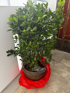 (Category: ) located in . Submitted by gardenfunfarm (Listing ID 1380670467, Image 1). Description: .