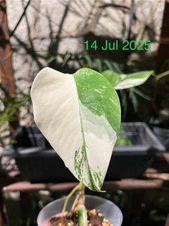 (Category: ) located in . Submitted by hortibotany (Listing ID 1348870278, Image 1). Description: .