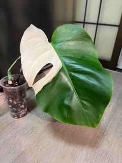 (Category: ) located in . Submitted by thai_amulets_thai (Listing ID 1380571001, Image 1). Description: .