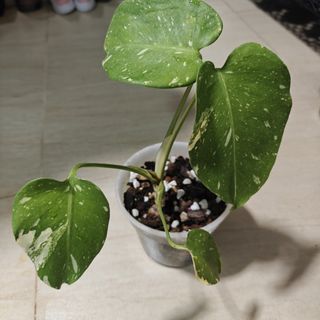 (Category: ) located in . Submitted by gl.plants (Listing ID 1380553101, Image 1). Description: .