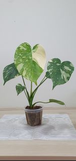 (Category: ) located in . Submitted by philo_foliage (Listing ID 1380502524, Image 1). Description: .