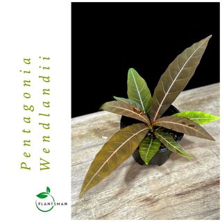 (Category: ) located in . Submitted by plantsman.sg (Listing ID 1380647593, Image 1). Description: .