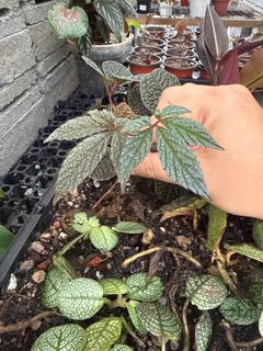 (Category: ) located in . Submitted by humblefarm (Listing ID 1380668689, Image 1). Description: .