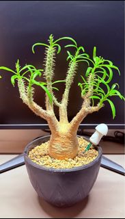 （分類：）位於 。 由 daming_ 提交（商品編號 1255527567，圖片 1）。簡介： 。