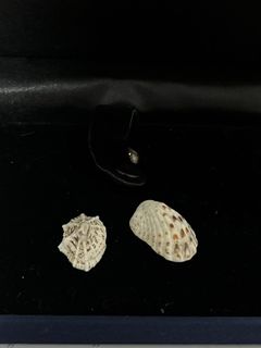 由 jy_shop_ (刊登 ID 1380778948，圖片 1) 提交，位於 的 (類別：)，說明：。