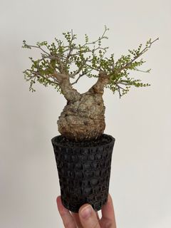 （分類：）位於 。 由 benxbenson 提交（商品編號 1380862064，圖片 1）。簡介： 。