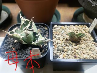 （分類：）位於 。 由 lllunnn 提交（商品編號 1380811395，圖片 1）。簡介： 。