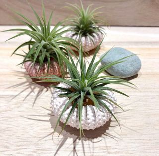 (Category: ) located in . Submitted by lushglassdoor (Listing ID 1380700553, Image 1). Description: .