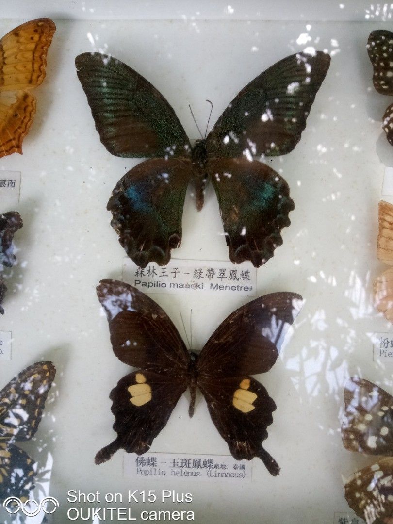 Frames (Category: Vintage Collectibles) located in Taiping. Submitted by peijai_z (Listing ID 1380761455, Image 3). Description: vintage butterflies 8 real specimens frame saiz 13x11.