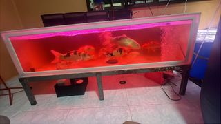 (Category: ) located in . Submitted by kee5934 (Listing ID 1380871595, Image 1). Description: .