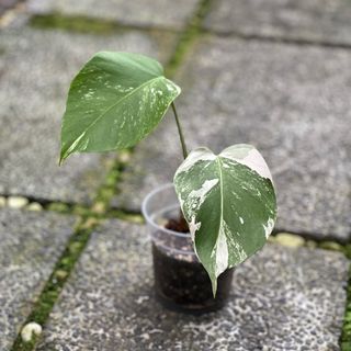 (Category: ) located in . Submitted by hortibotany (Listing ID 1350932934, Image 1). Description: .