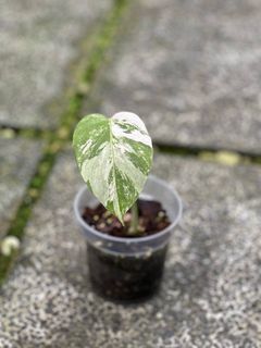 (Category: ) located in . Submitted by hortibotany (Listing ID 1380776150, Image 1). Description: .