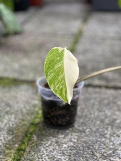 (Category: ) located in . Submitted by hortibotany (Listing ID 1380776661, Image 1). Description: .