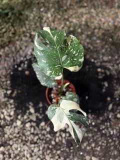 (Category: ) located in . Submitted by seletar_plants (Listing ID 1380835128, Image 1). Description: .