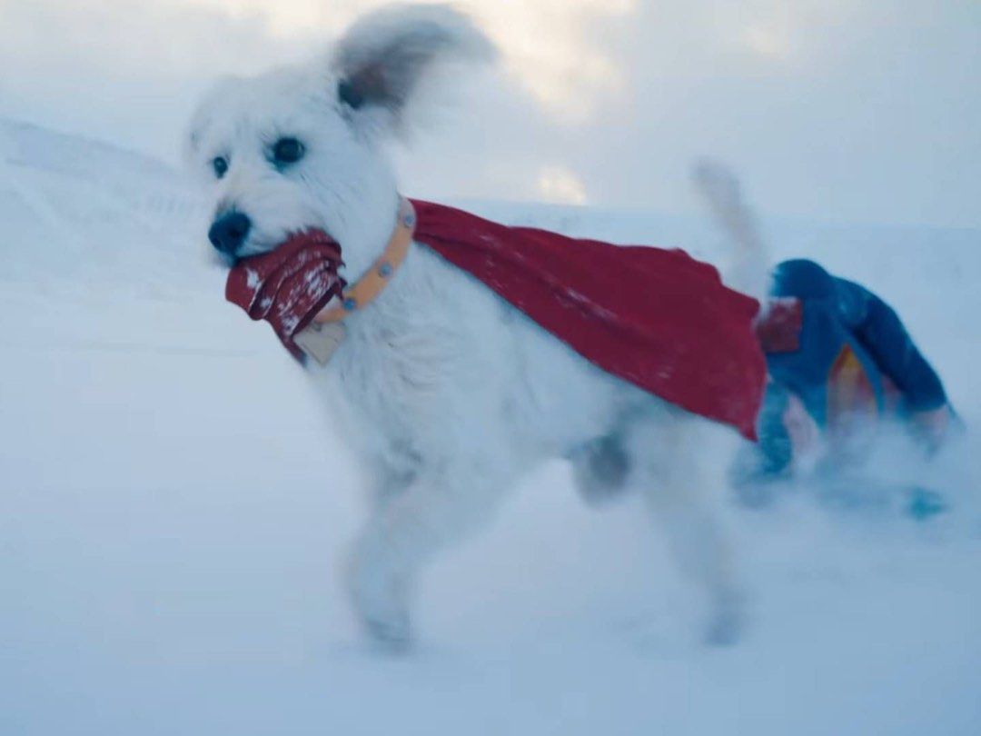 預訂】超人superman krypto披肩狗狗cosplay, 寵物用品, 寵物家品及其他