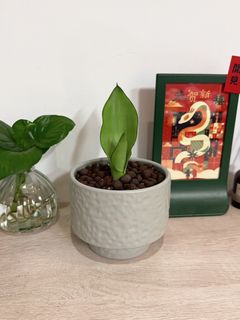 由 hua8472184721 (刊登 ID 1381065993，圖片 1) 提交，位於 的 (類別：)，說明：。