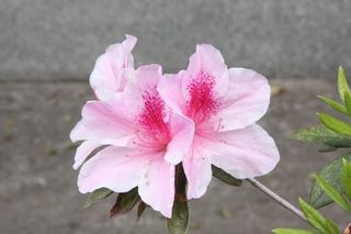由 yuki2892113 (刊登 ID 1381197303，圖片 1) 提交，位於 的 (類別：)，說明：。