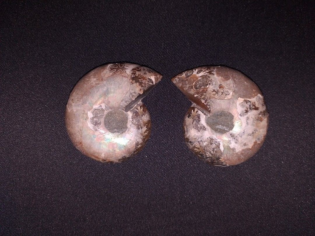 Ammonite Fossil Sliced Pair (Category: Vintage Collectibles) located in Baguio. Submitted by eskimoprime (Listing ID 1381206340, Image 2). Description: Notes: - From one Ammonite sliced in half - Very nice patterns - Authentic from Japan - Feel free to pm for more pics Info: - Ammonites were shelled cephalopods that died out about 66 million years ago. They had a coiled external shell similar to that of the modern nautilus..