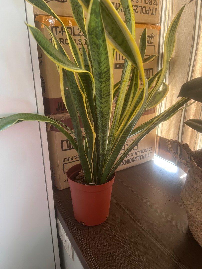Healthy Snake Plant64884985217026111