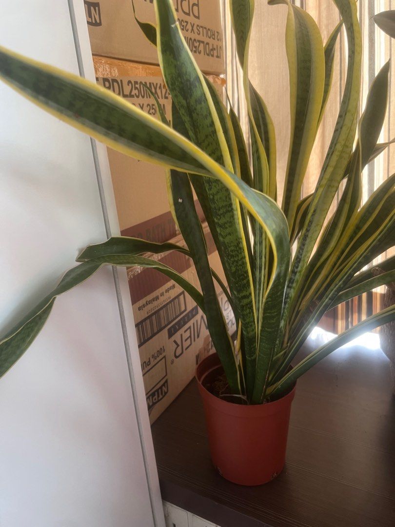 Healthy Snake Plant