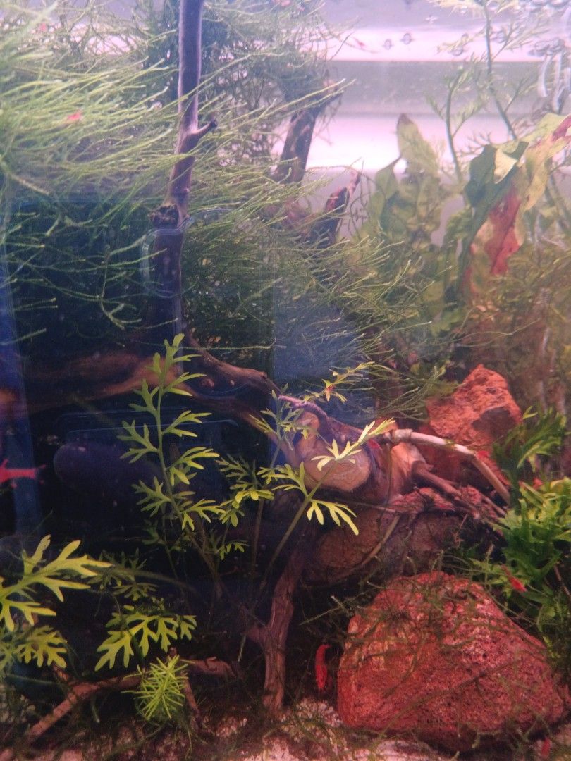 Java moss small medium big (Category: Homes & Other Pet Accessories) located in Singapore. Submitted by woulwoul (Listing ID 1381186507, Image 3). Description: Self grown moss Self collection only Too much growth in my tank Shrimp tank. See last 2 photos. Aquarium sells small tiny box for $4. Small pack $2 Medium pack $5 Big pack $10.