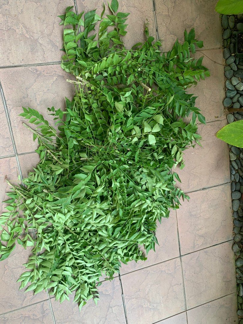 Plants64884984548099110
