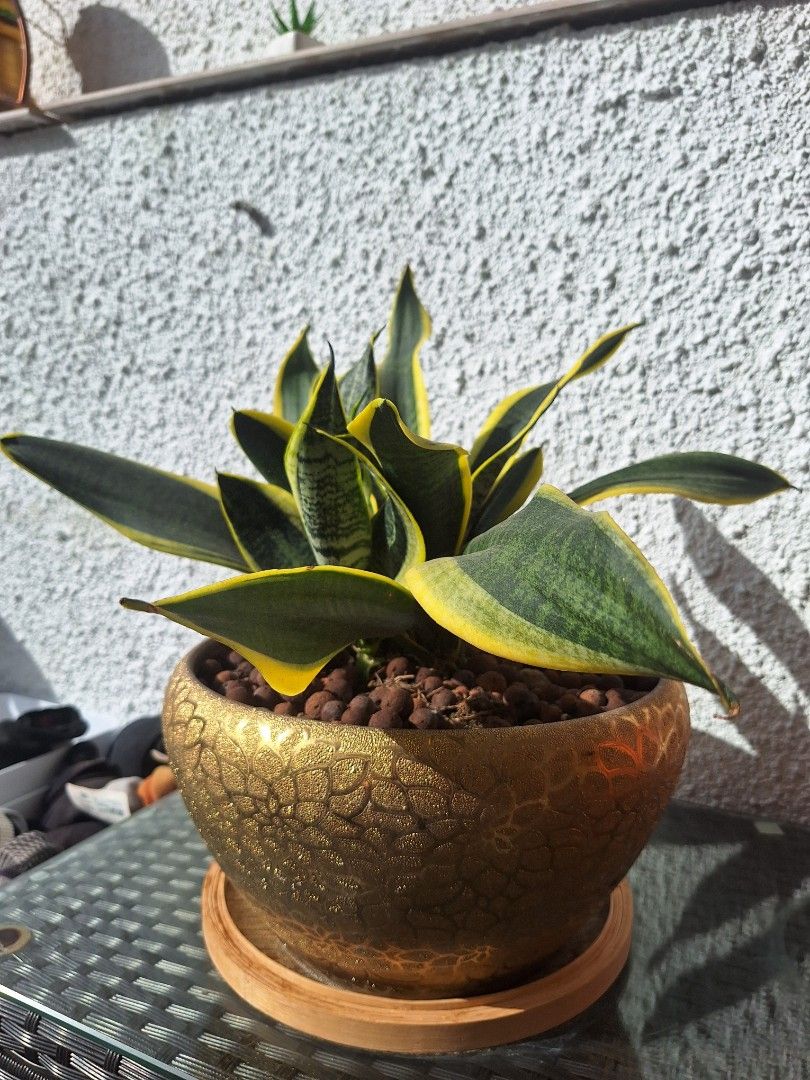 Snake Plants64884983713793111