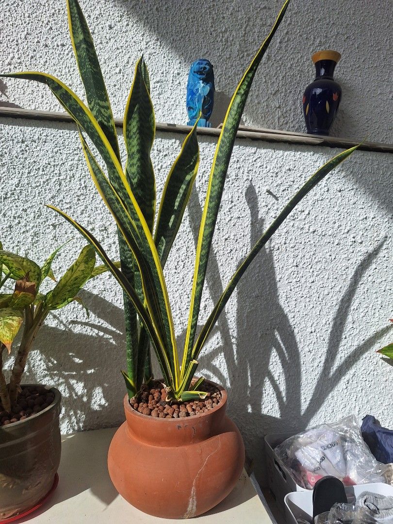 Snake Plants