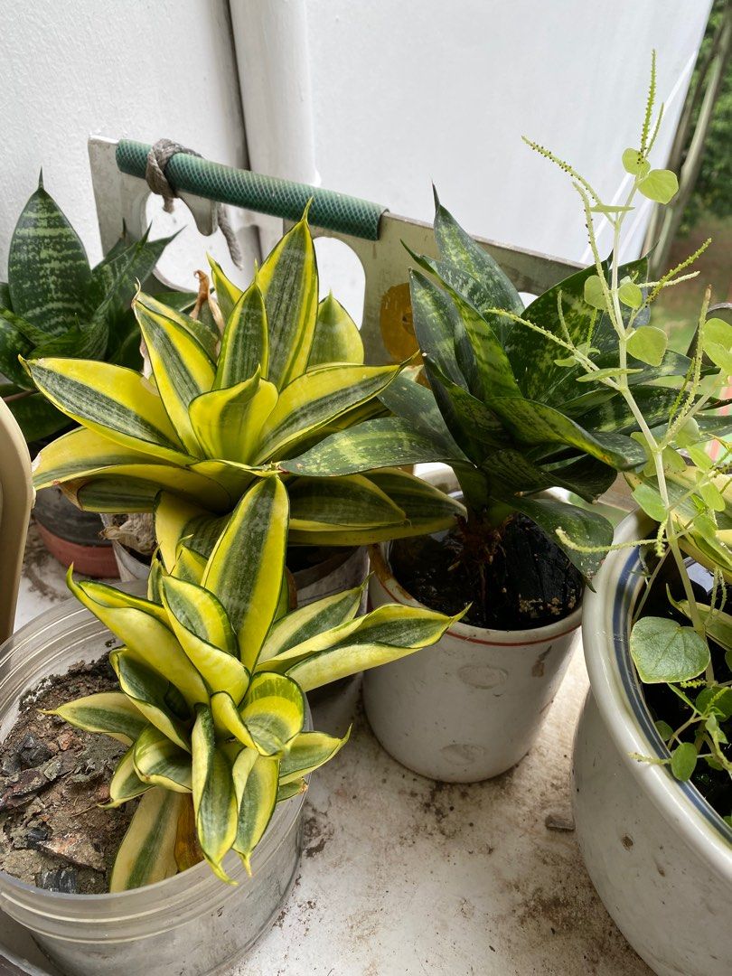 Various plants64884984847619111