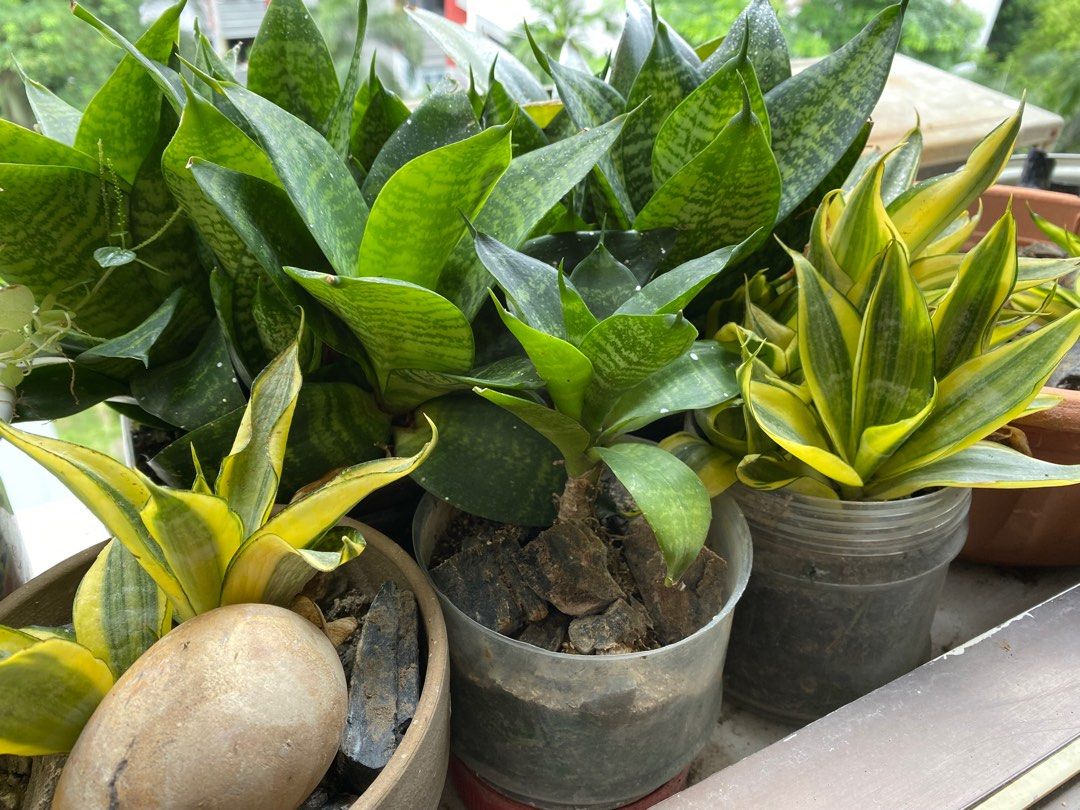 Various plants64884984847619112