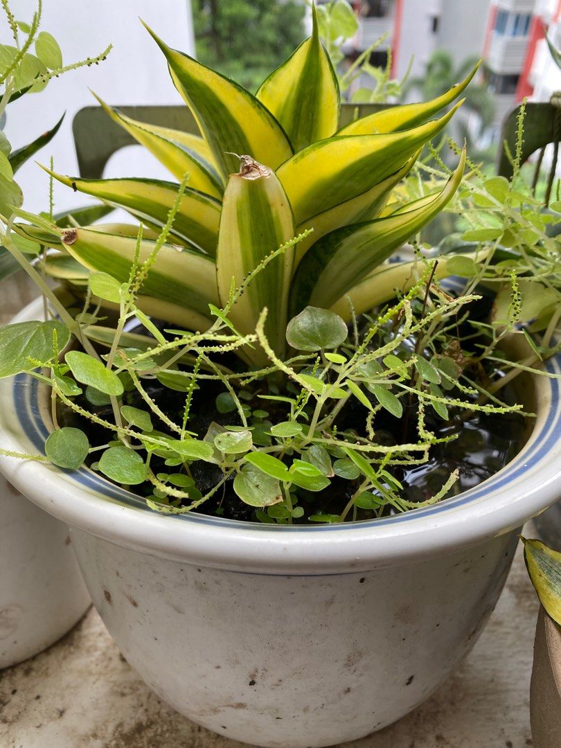 Various plants64884984847619110