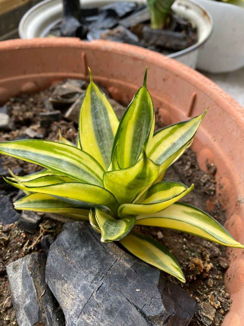 Various plants64884984847619113
