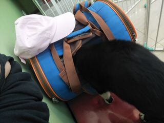 由 3shomework (刊登 ID 1381331751，圖片 1) 提交，位於 的 (類別：)，說明：。