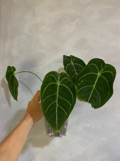 (Category: ) located in . Submitted by pgwplants (Listing ID 1381408621, Image 1). Description: .