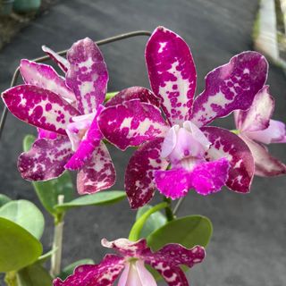 (Category: ) located in . Submitted by juliusng (Listing ID 1381393496, Image 1). Description: .