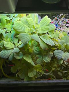 (Category: ) located in . Submitted by nope (Listing ID 1381313577, Image 1). Description: .