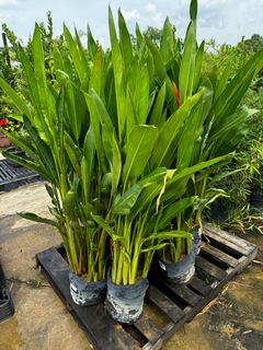 (Category: ) located in . Submitted by gardenfunfarm (Listing ID 1381453325, Image 1). Description: .