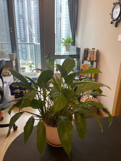 （分類：）位於 。 由 jacksparrow111 提交（商品編號 1381283016，圖片 1）。簡介： 。