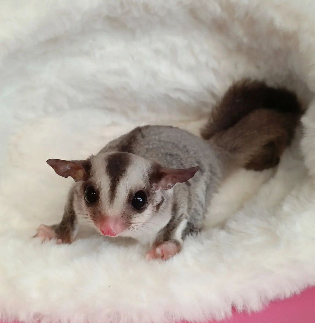 Ads Sugar Glider Kijiji Jual PRO-GLIDER DRINK, Instant Protein For