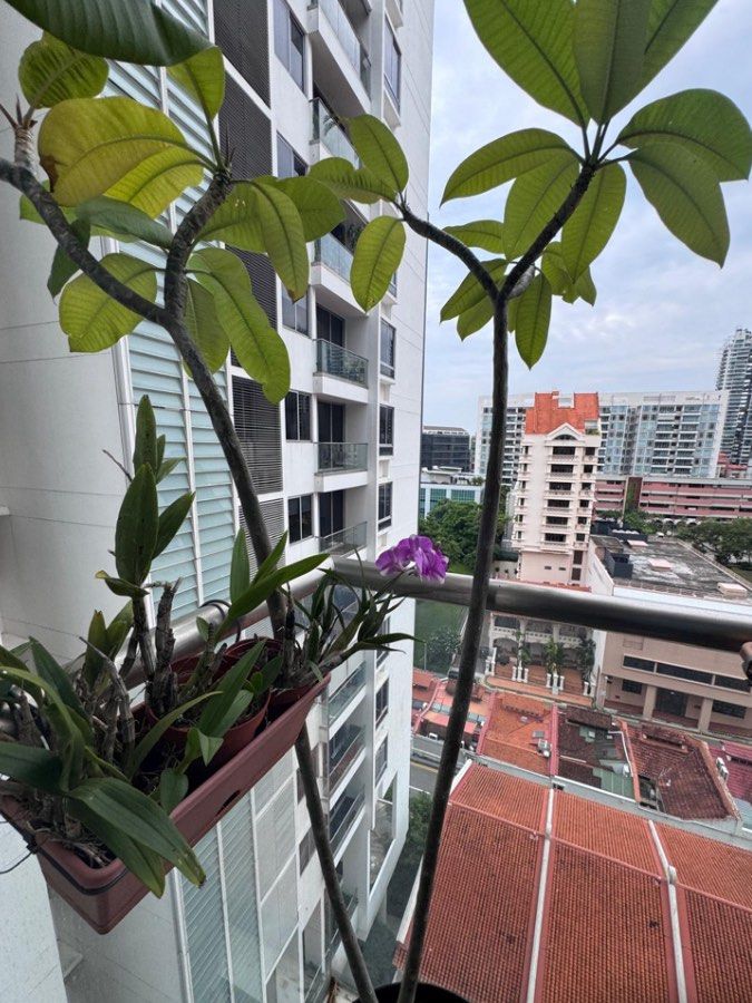 Tropical flower plan at $50