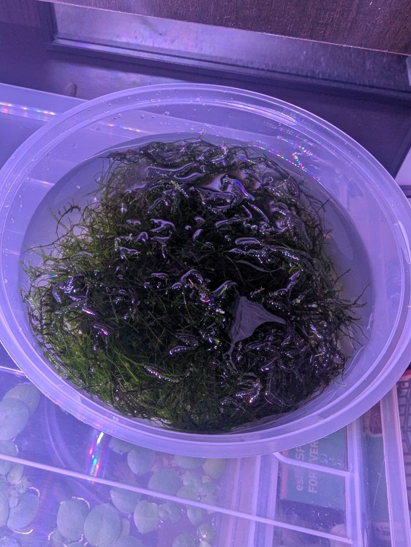 Java Moss - Freshly Harvested64884977913985110