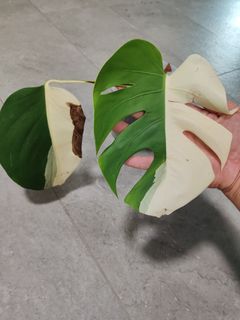 (Category: ) located in . Submitted by panghao (Listing ID 1381620045, Image 1). Description: .