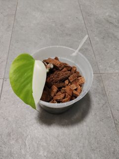 (Category: ) located in . Submitted by panghao (Listing ID 1381620162, Image 1). Description: .