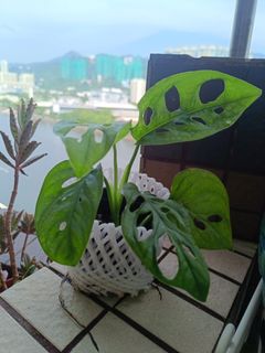 （分類：）位於 。 由 chaningrid981 提交（商品編號 1381472221，圖片 1）。簡介： 。