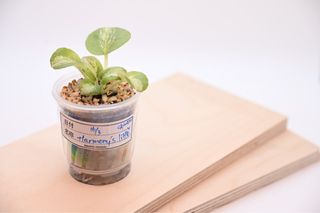 （分類：）位於 。 由 cc_agave 提交（商品編號 1378157758，圖片 1）。簡介： 。
