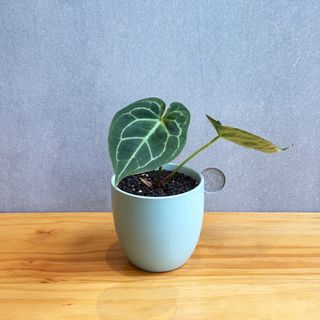 （分類：）位於 。 由 FernAroid 提交（商品編號 1378205113，圖片 1）。簡介： 。