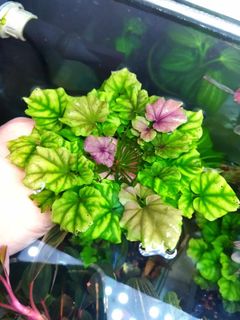 (Category: ) located in . Submitted by aquaticplants (Listing ID 1378330534, Image 1). Description: .