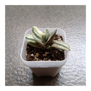 (Category: ) located in . Submitted by greenhavensg (Listing ID 1378228574, Image 1). Description: .