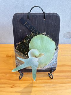 （分類：）位於 。 由 FernAroid 提交（商品編號 1378206588，圖片 1）。簡介： 。