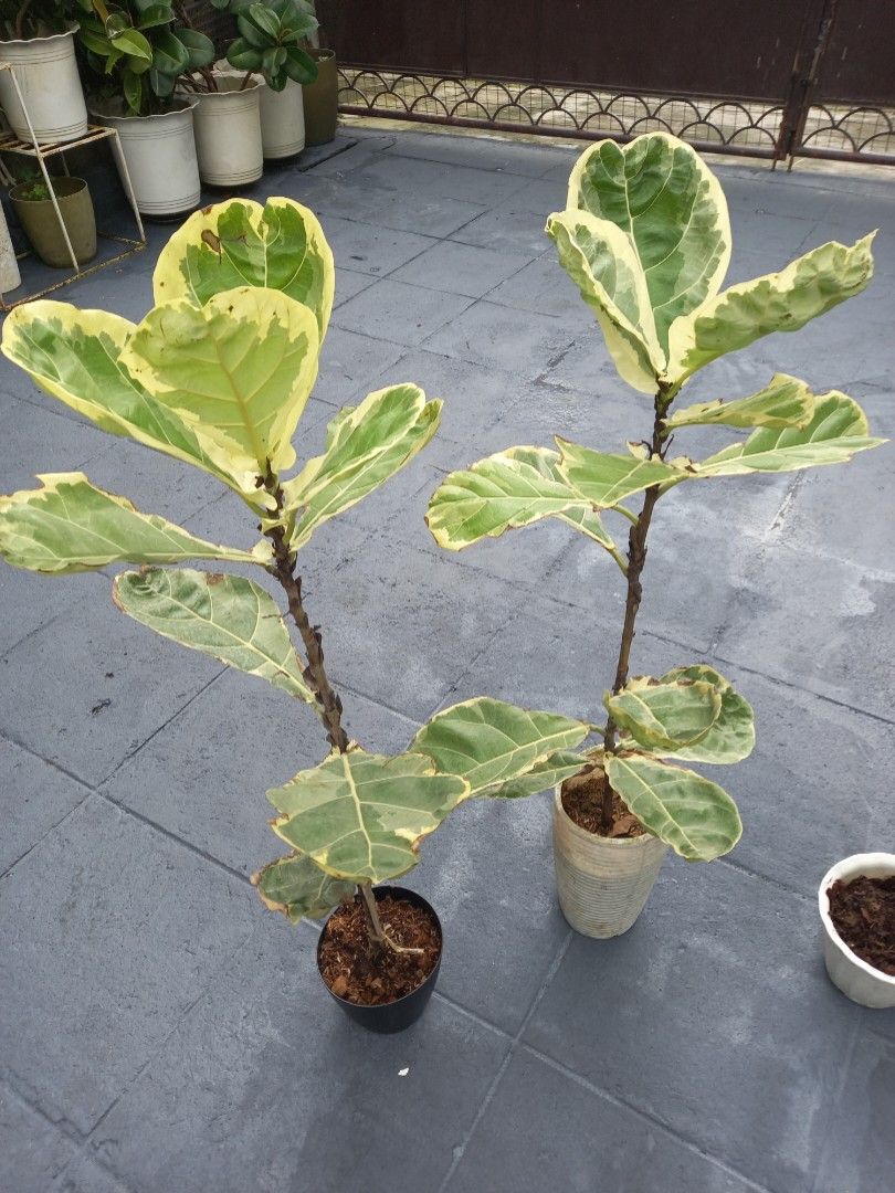 Varigated Fiddle Leaf (Category: Plants & Seeds) located in Quezon City. Submitted by one.thin9.less (Listing ID 1370095866, Image 2). Description: 3 pots available Batasan Hills QC.